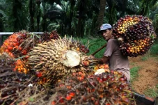 Selamatkan Petani, Peran...