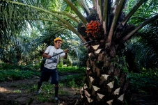 Produksi CPO RI Capai...