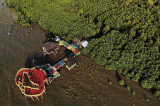 Indahnya Wisata Mangrove...