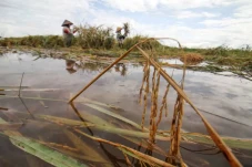 Petani Panen Paksa Padi...