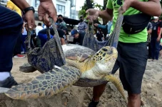 Pelepasliaran Penyu...
