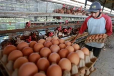 Harga Telur Ayam Ras...