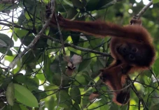 Orangutan Bergelantungan...