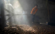 Melihat Pengolahan Kopi...