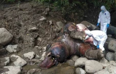 Gajah Sumatra Mati di...