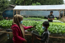 Panen Sayuran Hidroponik...