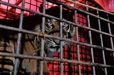 Penyelamatan Harimau...