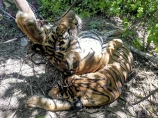 Tiga Ekor Harimau Sumatera...