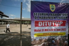 82 Sapi Terjangkit PMK,...