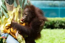 Bayi Orang Utan Noa...