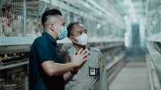 Redam Impor Bibit Ayam...