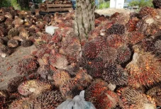 Harga TBS Sawit Anjlok...