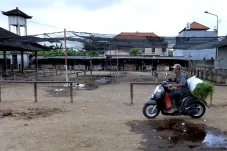 Penutupan Pasar Sapi...