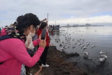 Melihat Migrasi Burung...