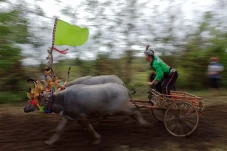 Tradisi Makepung untuk...