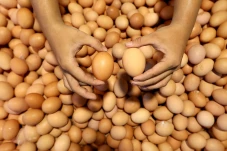 Harga Telur Ayam Terus...