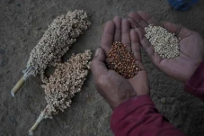 Petani Sorghum Gagal...