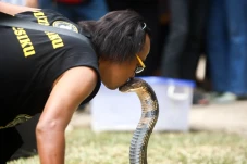 Aksi Nekat Pawang Ular...