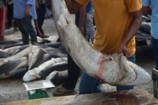 Penangkapan Ikan Hiu...