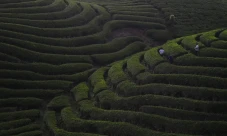Menikmati Pesona Kebun...