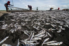 Produksi Ikan Kering...