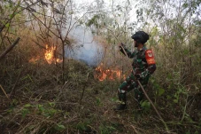 Kebakaran Puluhan Hektare...