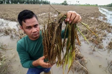 Petani Gagal Panen Usai...