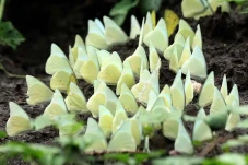 Musim Kupu-kupu di Taman...
