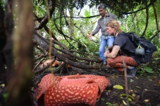 Wisata Bunga Rafflesia...