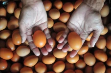 Harga Telur Ayam di...