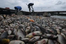 Ribuan Ikan Keramba...
