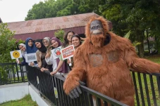 Kampanye Peduli Orangutan...
