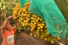 Mengunjungi Kebun Kurma...