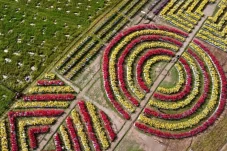 Wisata Bunga Celosia...