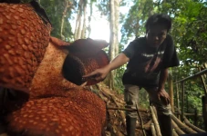 Cantiknya Rafflesia...