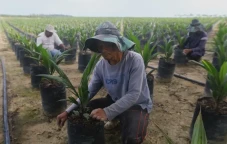 Menyambangi Perkebunan...