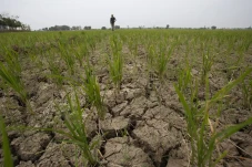 Sawah Mengering di Indramayu,...