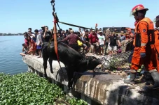 Sapi Kurban di Surabaya...