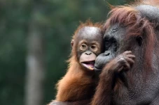 Peringatan Hari Orangutan...