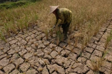 Akibat Kemarau, Petani...