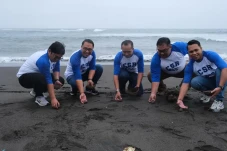 Pelepasan Tukik di Gianyar...