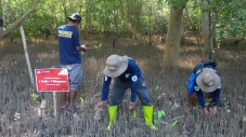 Penanaman Mangrove Bukti...
