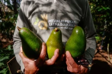 Panen Perdana Alpukat...