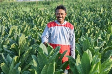 Pertanian Tembakau yang...