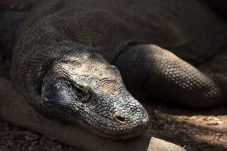 Menelusuri Jejak Komodo...