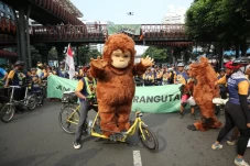 Peringatan Hari Orangutan...