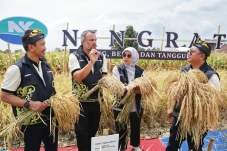 Panen Perdana Padi Hibrida...