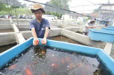 Dari Kolam Kecil ke...
