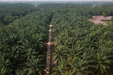 Produksi Sawit Nasional...