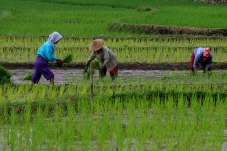 Harga Gabah Naik, Petani...